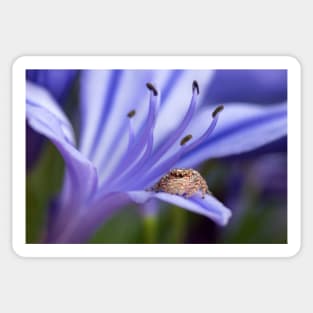 Jumping Spider on Agapanthus Macro Sticker